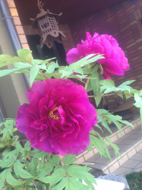 作品集・葉月園